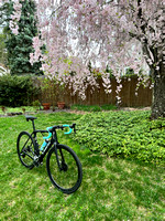 Trek Domane in cherry blossom season