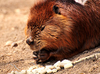 Beaver at National Zoo