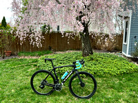 Trek Domane in cherry blossom season