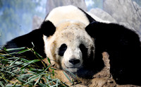 Tai Shan, the Panda cub (2 yrs old as of March 200)at National Zoo