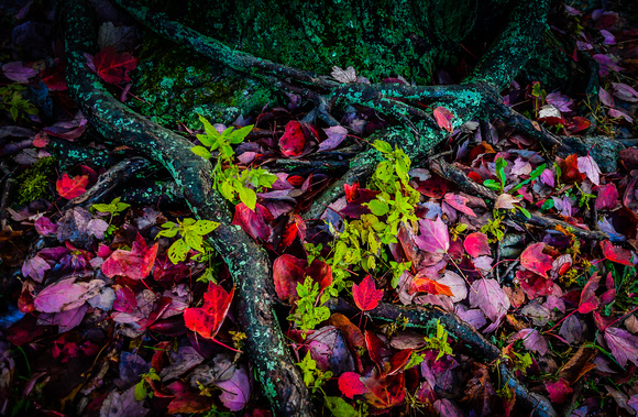 Fall leaves, Denville-3702