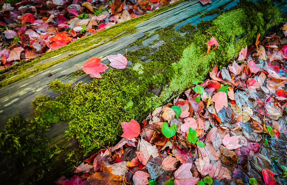 Fall leaves, Denville-3695